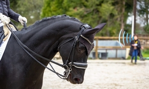 equitation300
